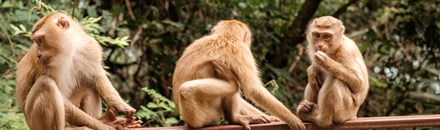 Monkey Hill Viewpoint