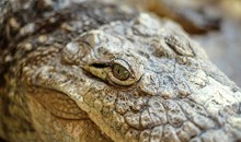 Malcolm Douglas Crocodile Park