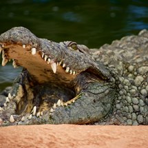 Swamp Safari