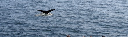 Marine Discovery Tours