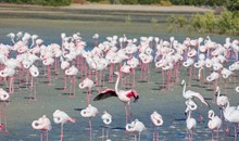 Ras Al Khor Wildlife Sanctuary