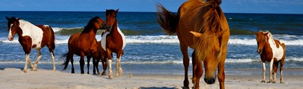 Assateague's Wild Ponies