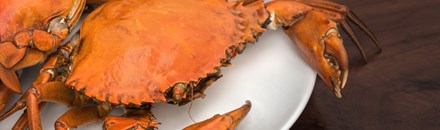 Seafood Connection