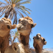 Oasis Wildlife Fuerteventura