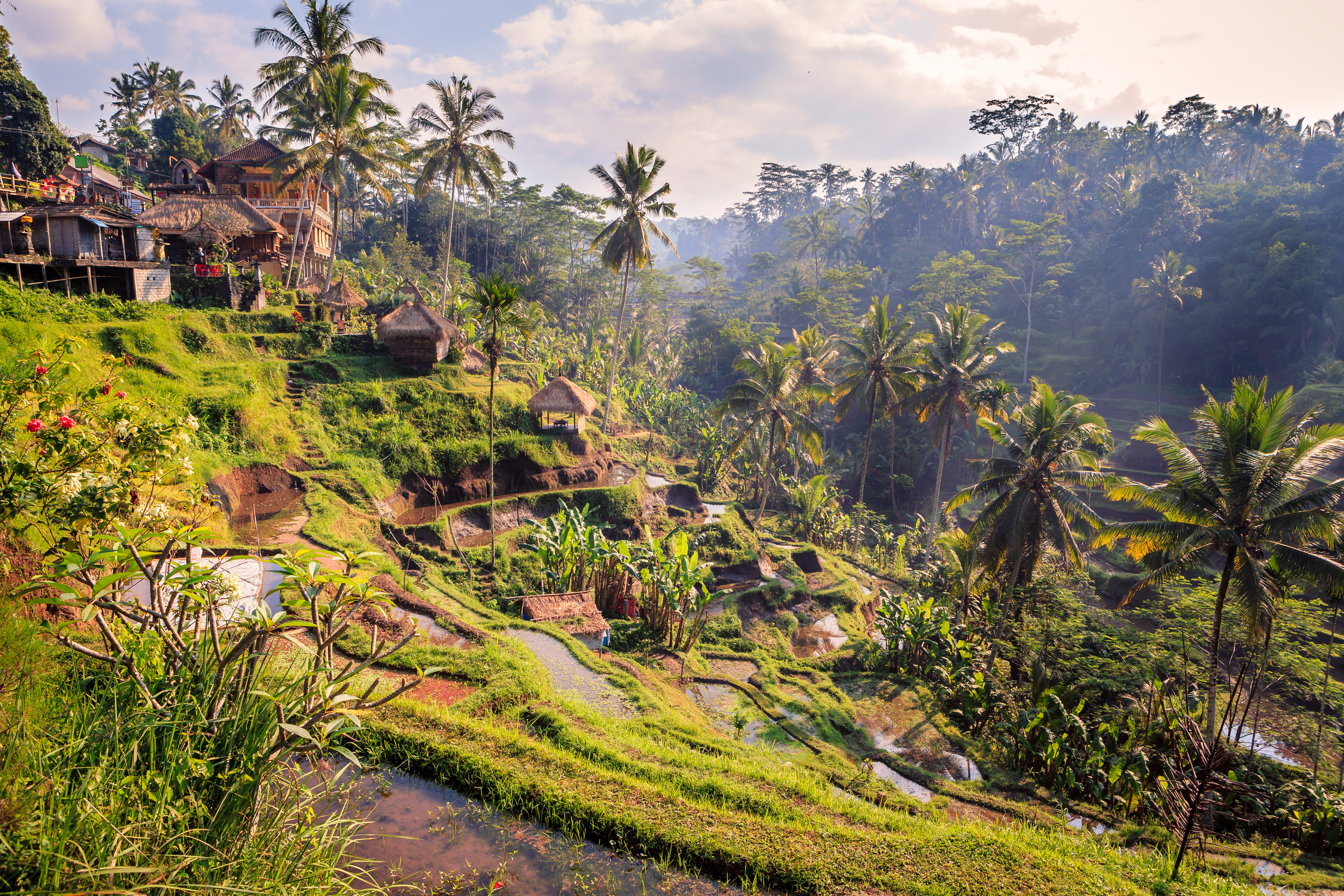 Spectacular rice fields in the jungle and the mountain near Ubud in Bali