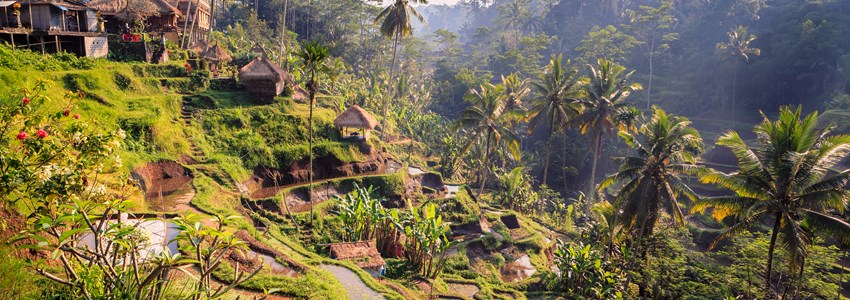 Spectacular rice fields in the jungle and the mountain near Ubud in Bali