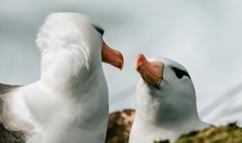 Royal Albatross Centre