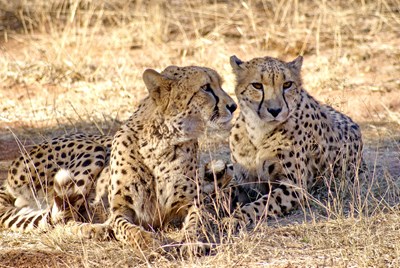 Two cheetahs lying together in a breeding center outside Johannesburg - Angela N Perryman/Shutterstock.com