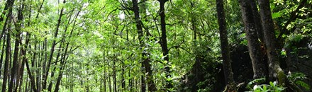 Mangrove Nature Reserve / 红树林自然保护区