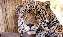 Palm Beach Zoo at Dreher Park