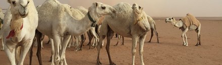 Al Qassim Camel Market