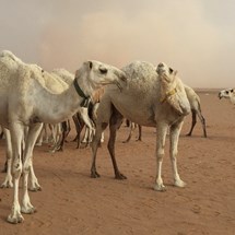 Al Qassim Camel Market