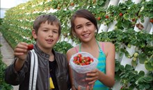 Ricardoes Tomatoes & Strawberries Farm