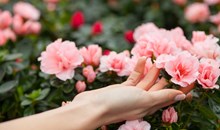 Grandfather Mountain Nursery Garden Center