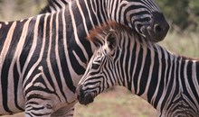 Aachener Tierpark Euregiozoo