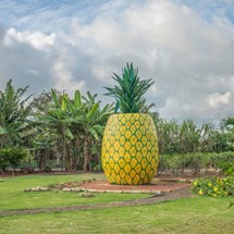 Dole Plantation