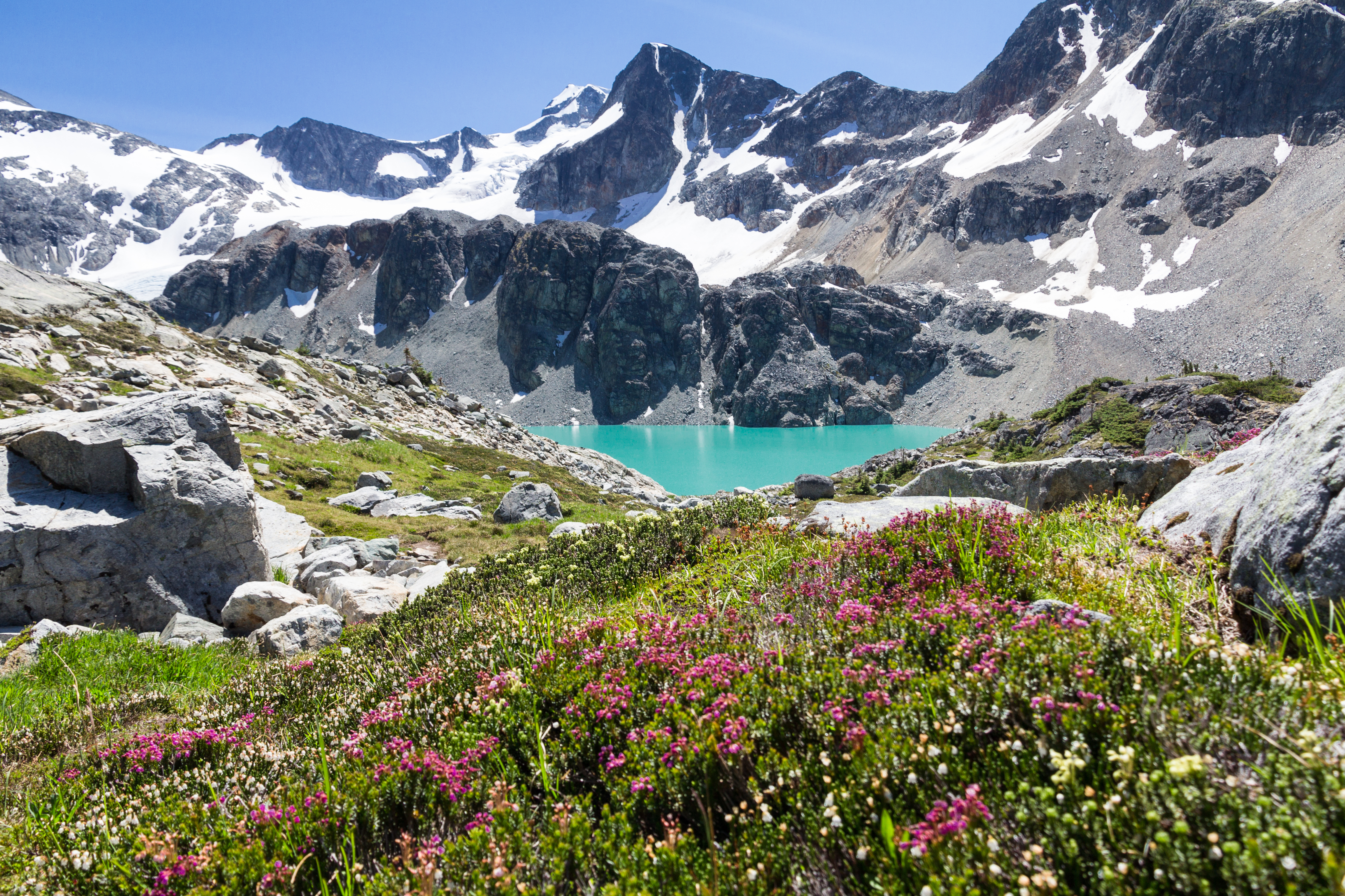 Vertical shot of turquoise Wedgemount Lake and wild alpine flowers, Whistler, BC