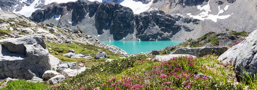 Vertical shot of turquoise Wedgemount Lake and wild alpine flowers, Whistler, BC