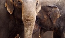 Phnom Tamao Zoological Park and Wildlife Rescue Center (PTWRC)