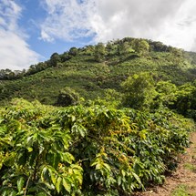 Coffee Tour & Adventure