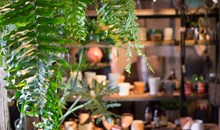 Alpine Shop