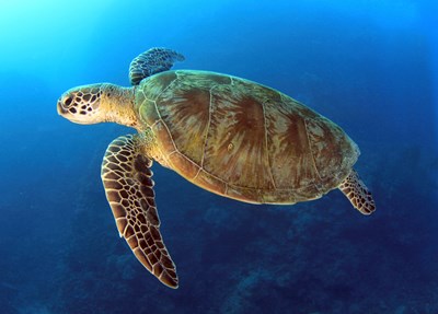 green turtle swimming in blue ocean,great barrier reef, cairns, queensland, coral sea, australia pacific loggerhead - worldswildlifewonders/Shutterstock.com