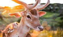 Wildpark