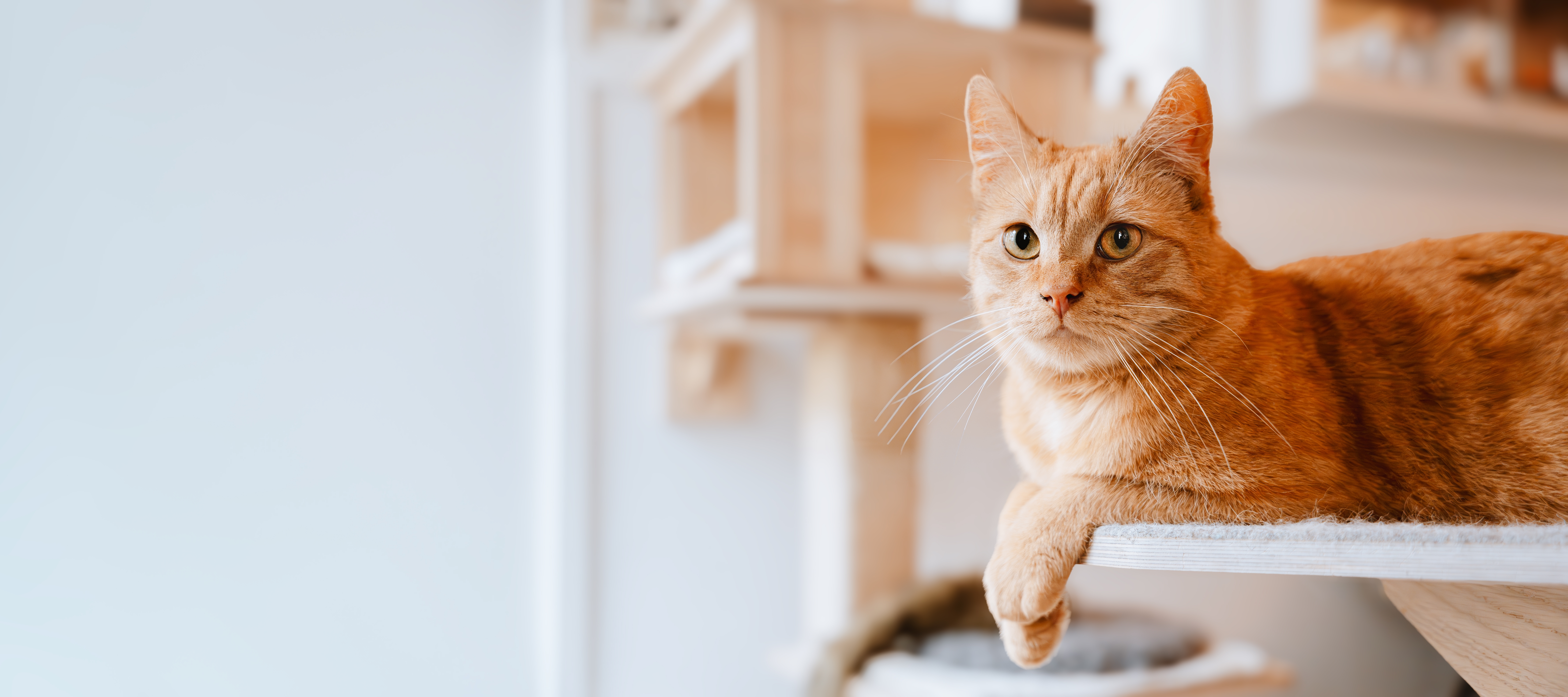 A ginger cat looking at camera lounges comfortably on a wooden cat tree shelf in sunlit room
