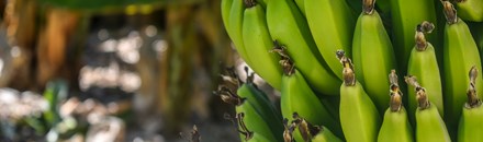 Finca Emma Banana Plantation