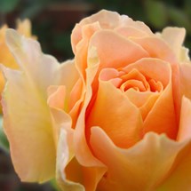 Rose Farms and Factories