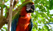 Rosamond Gifford Zoo