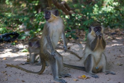 Monkeys in Gambia - Moehring/Shutterstock.com