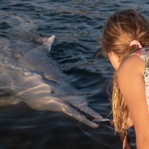 Tin Can Bay Dolphin Feeding