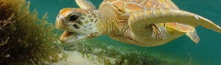 Lord Howe Island Marine Park