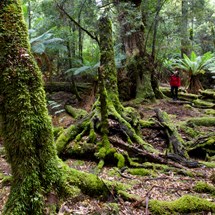 The Tarkine Rainforest Walk