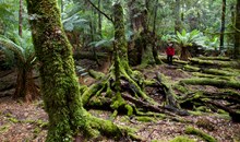 The Tarkine Rainforest Walk