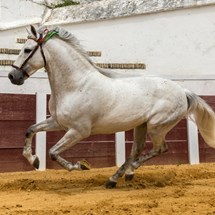 Royal Andalusian School of Equestrian Art