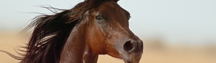 Horse Riding