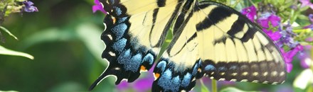 Butterfly World