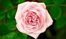 Rose Farms and Factories