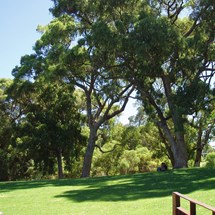 Kings Park & Botanic Garden