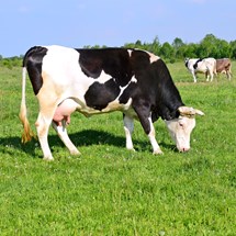 Mini Dairy Farm Veronika