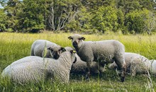 Smultronboda Sheep Farm