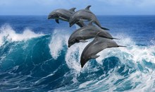 Cabo Dolphins