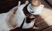 The Cafe Meow