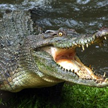 Australia Zoo