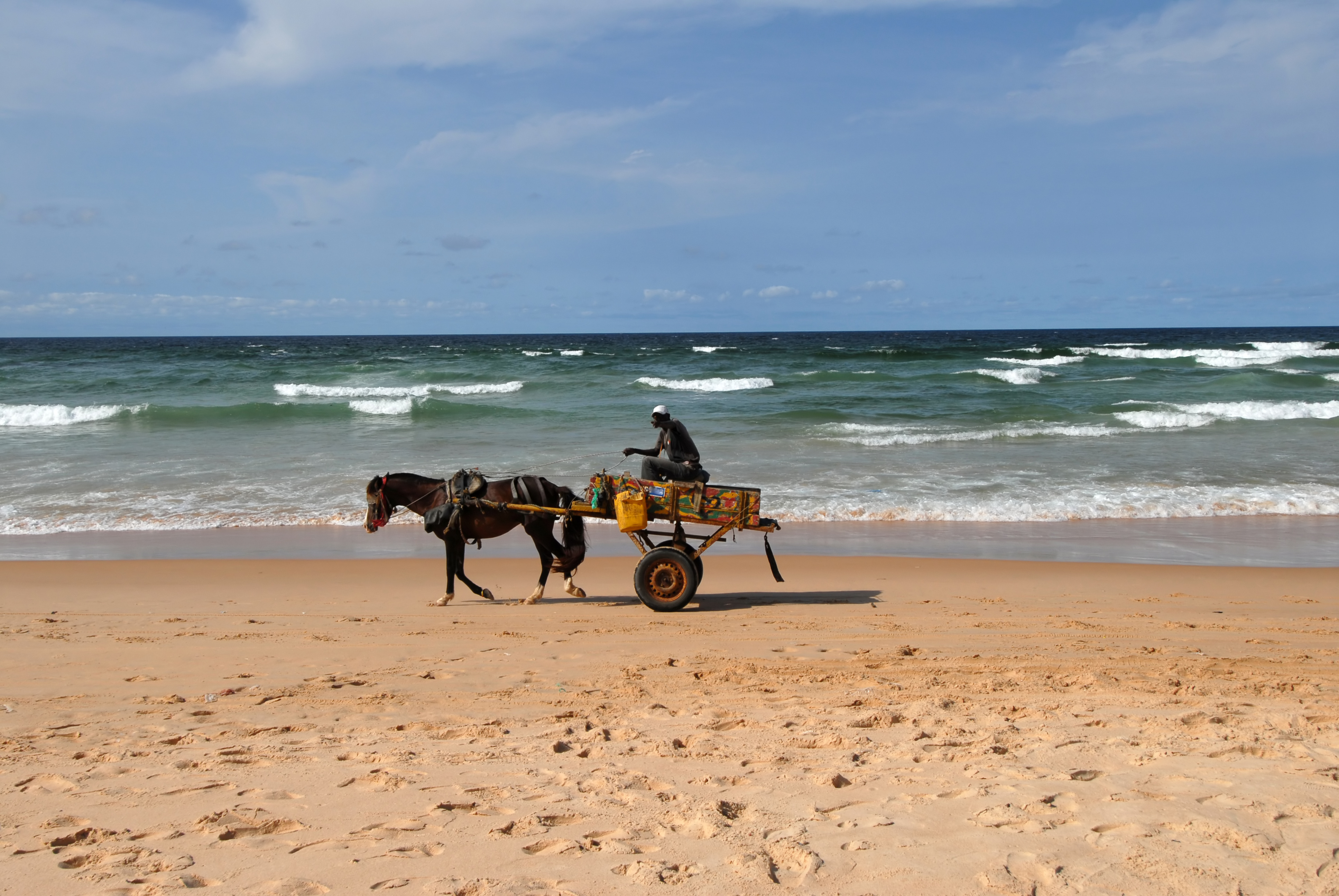 horse on the beach of Senegal