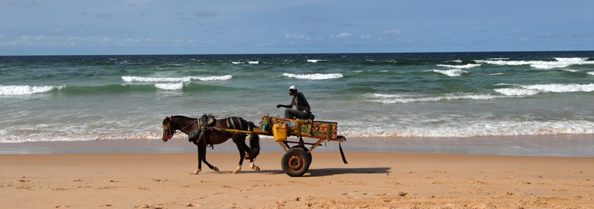 horse on the beach of Senegal