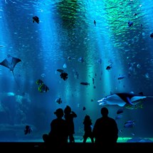 Interactive Aquarium