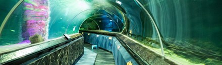 Kelly Tarlton's SEA LIFE Aquarium